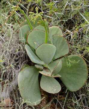 Image of pig's ear