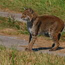 Image of Lynx rufus floridanus Rafinesque 1817