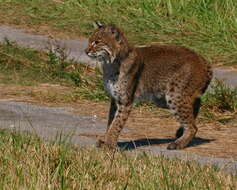 Слика од Lynx rufus floridanus Rafinesque 1817