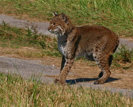 صورة Lynx rufus floridanus Rafinesque 1817