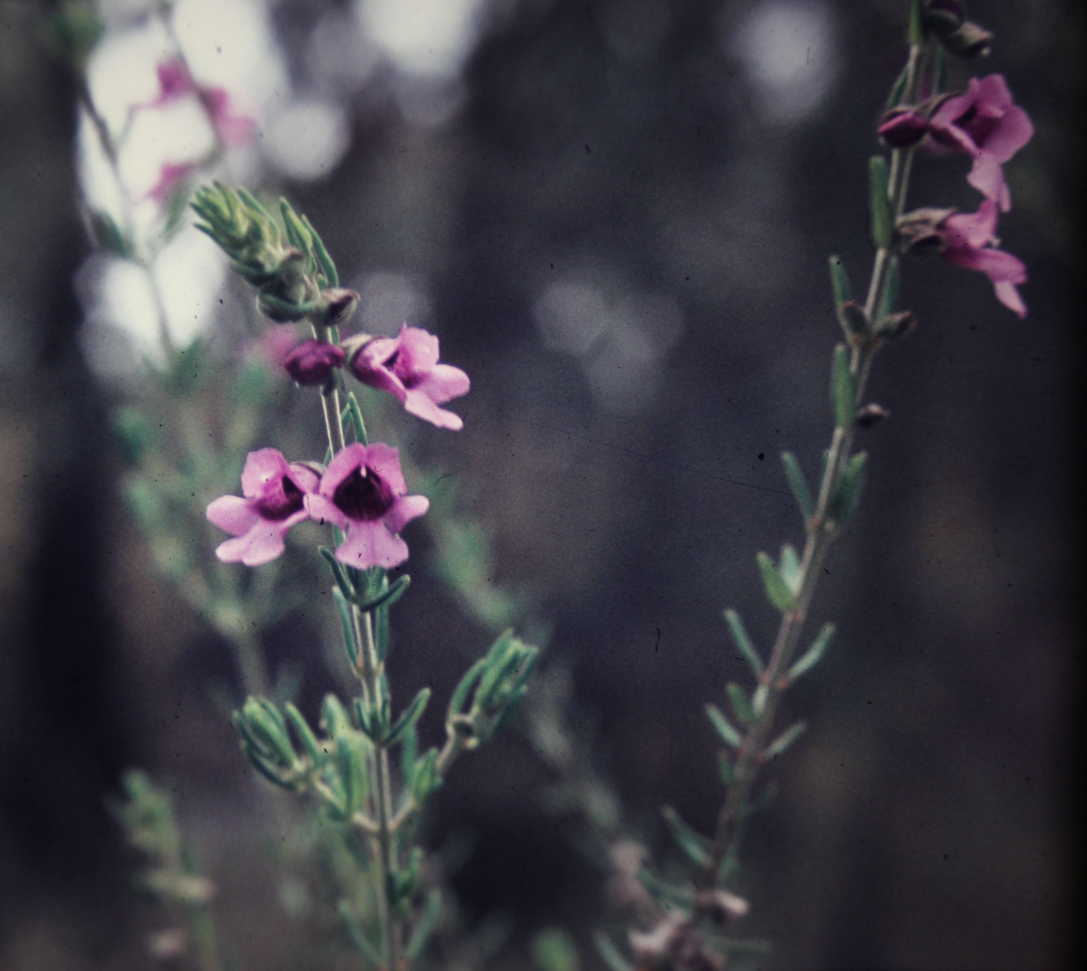 Слика од Prostanthera saxicola R. Br.