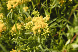 Image of flat-top goldentop