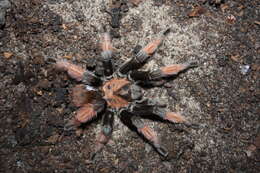 Image of Brachypelma