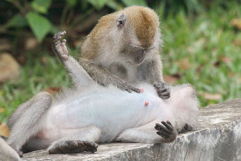 Image of Long-tailed Macaque