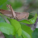 Image of Leather-colored Bird Grasshopper