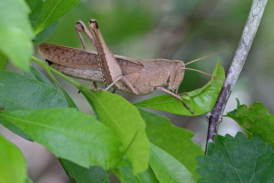 Image of Leather-colored Bird Grasshopper