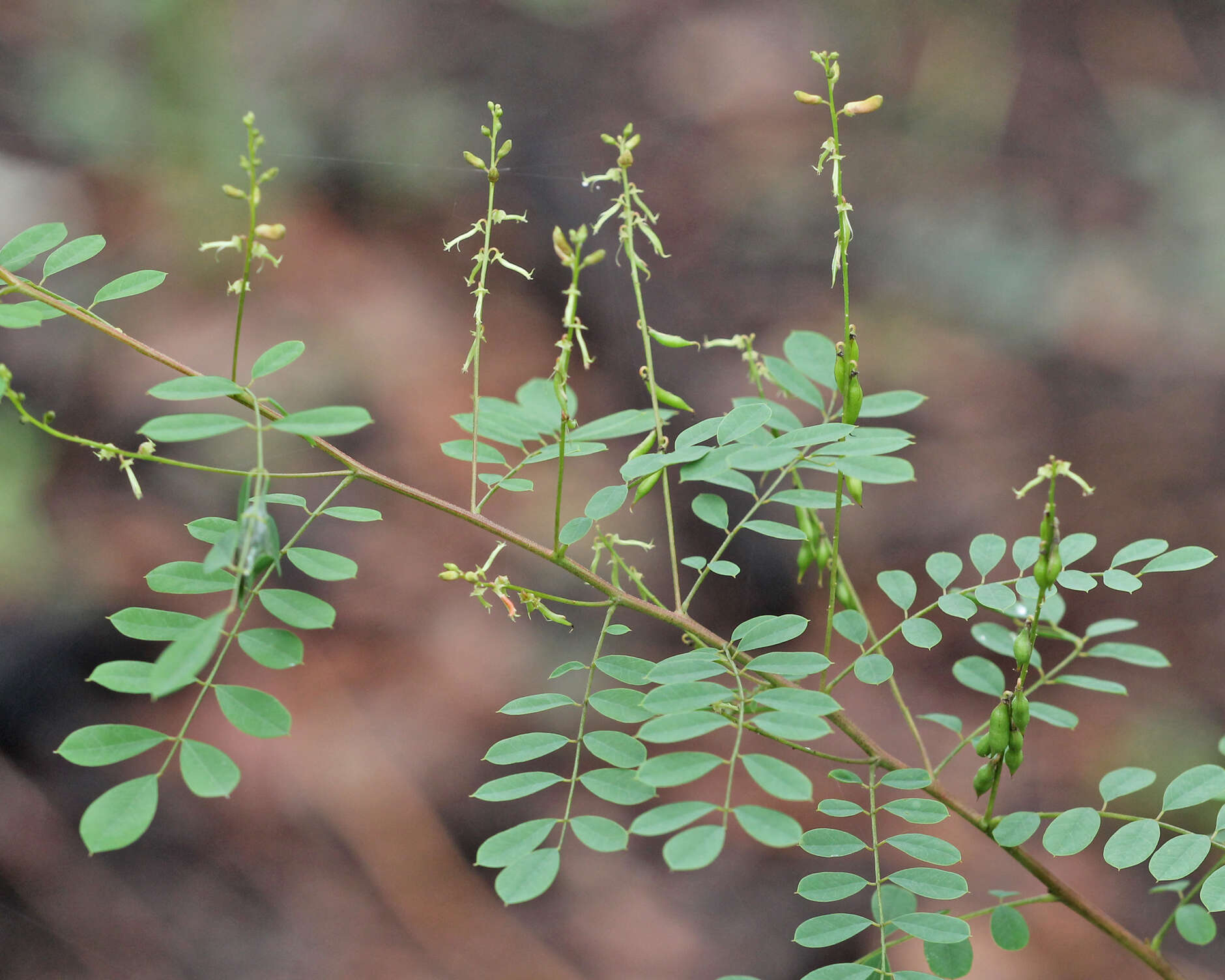 Слика од Indigofera caroliniana Mill.