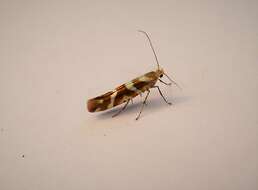 Imagem de Argyresthia goedartella Linnaeus 1758