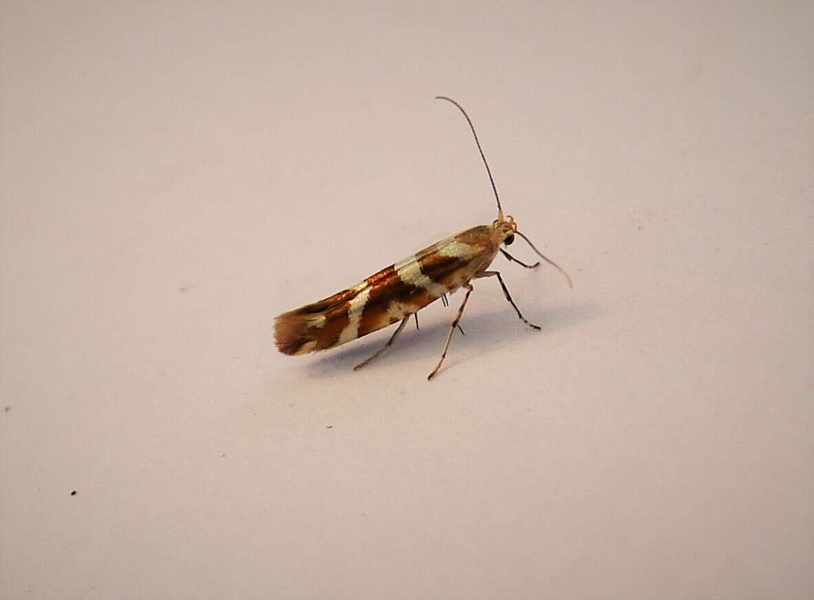 Imagem de Argyresthia goedartella Linnaeus 1758