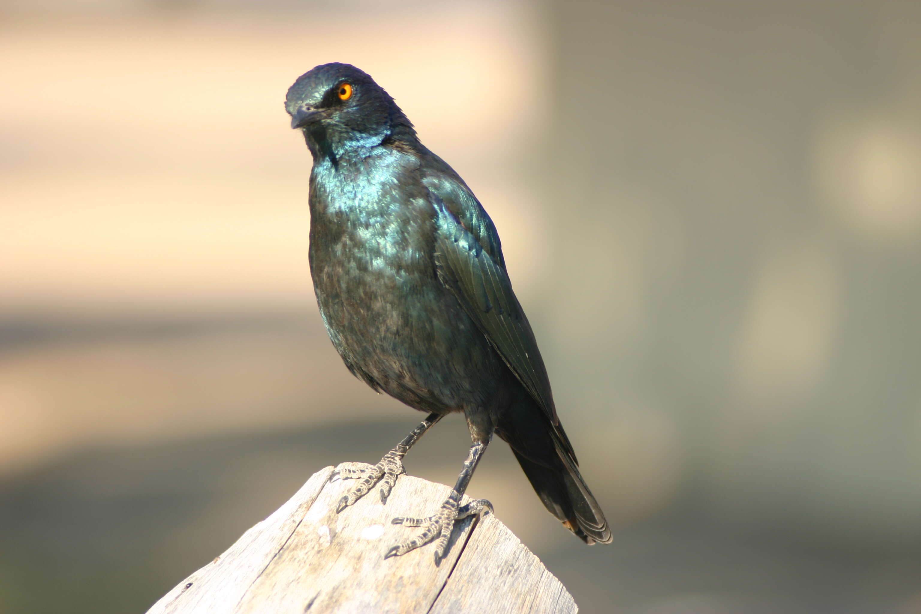 Image of Cape Glossy Starling