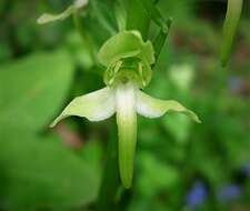 Image of Fringed orchids