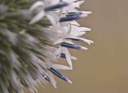 Echinops sphaerocephalus L. resmi