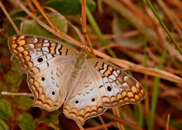 Image of White Peacock