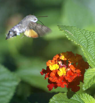 Image of humming-bird hawk moth