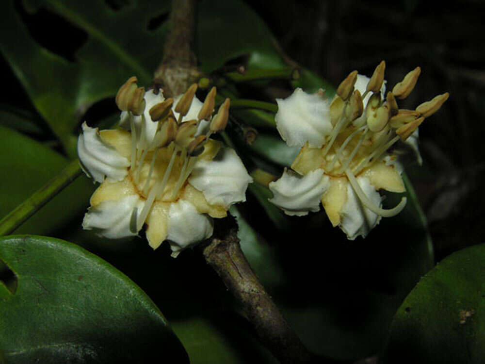 Imagem de Mouriri cyphocarpa Standl.