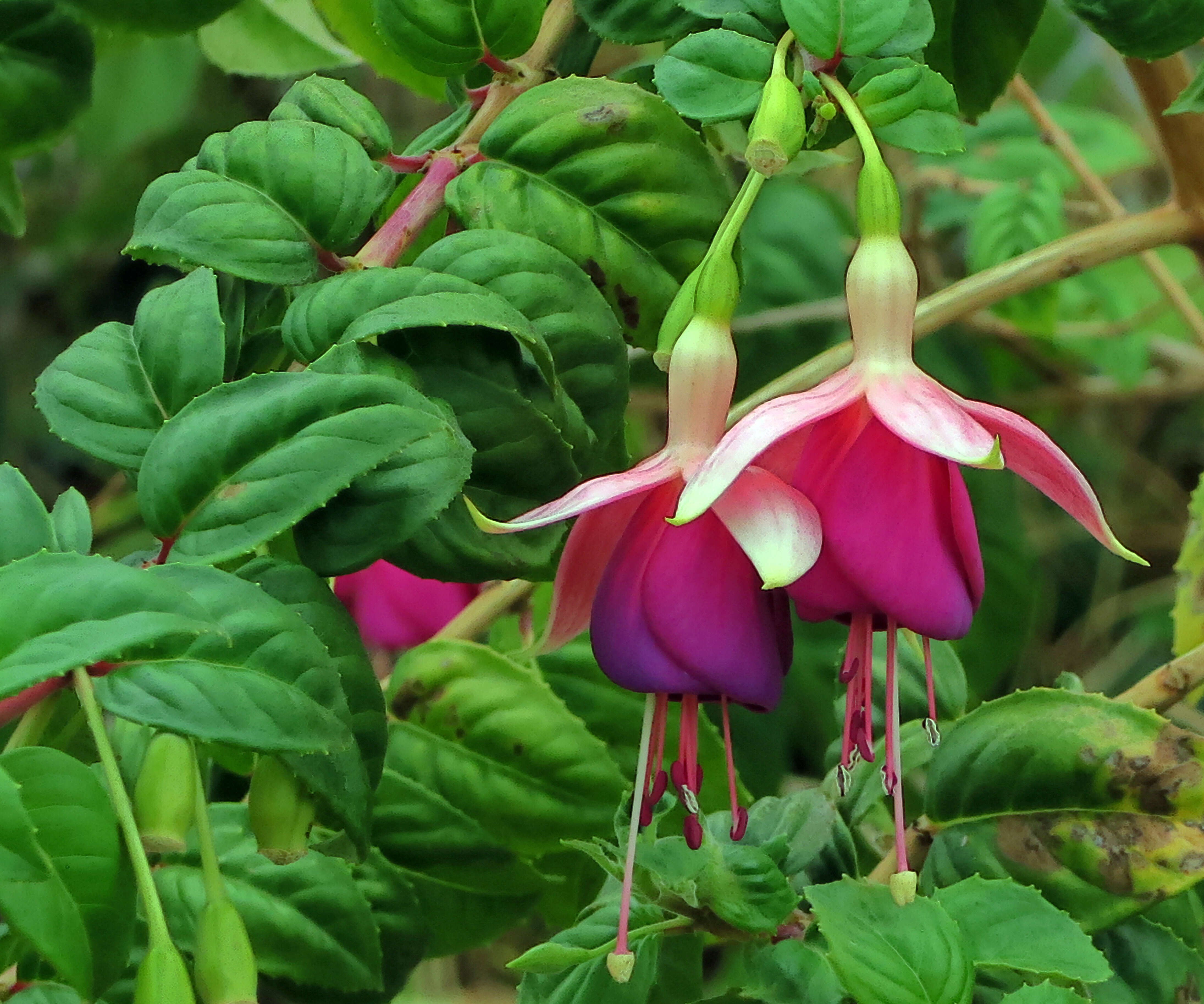 Image of fuchsia