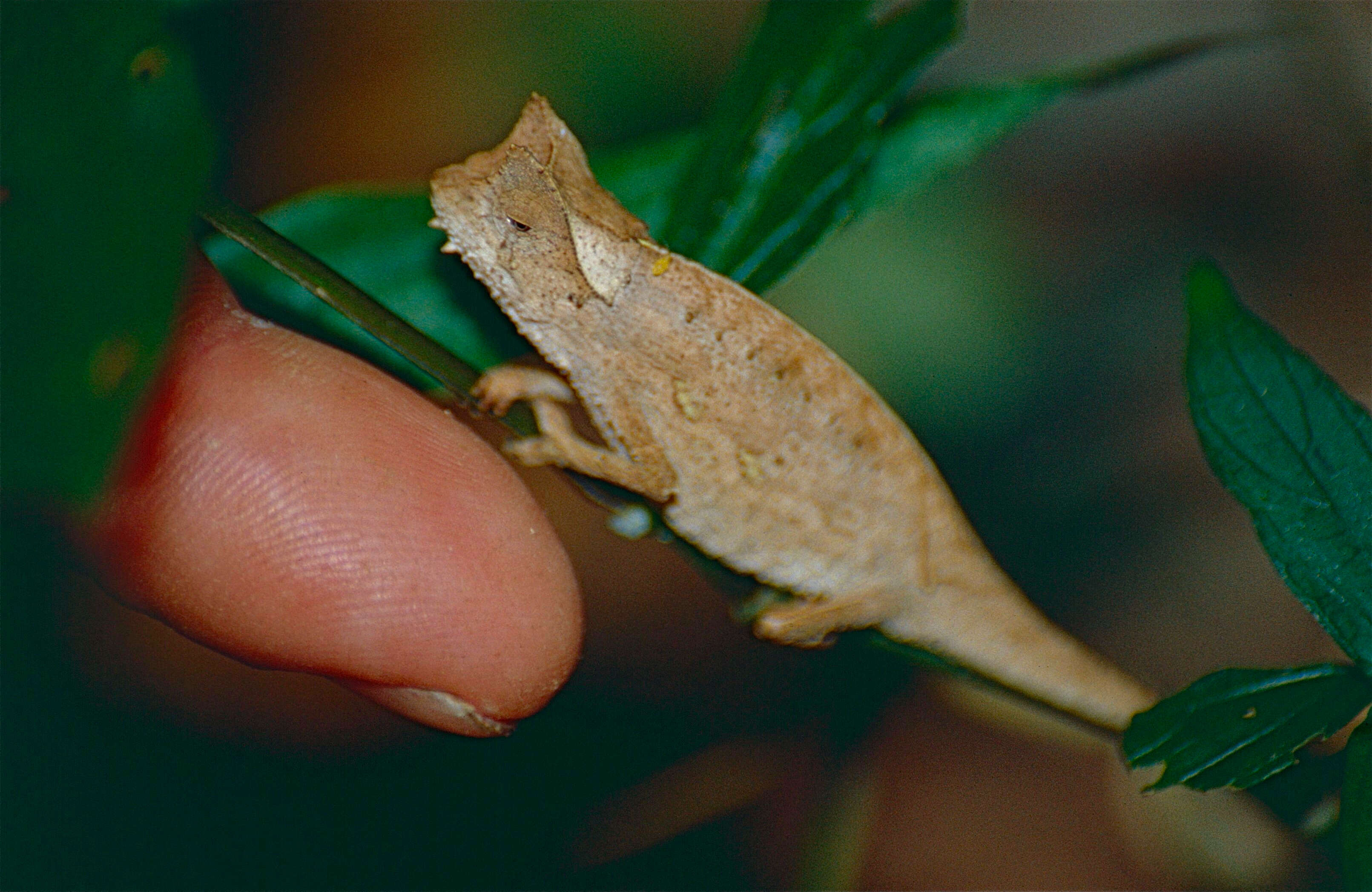 Image of Leaf chameleon