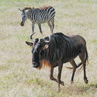 Image of wildebeest