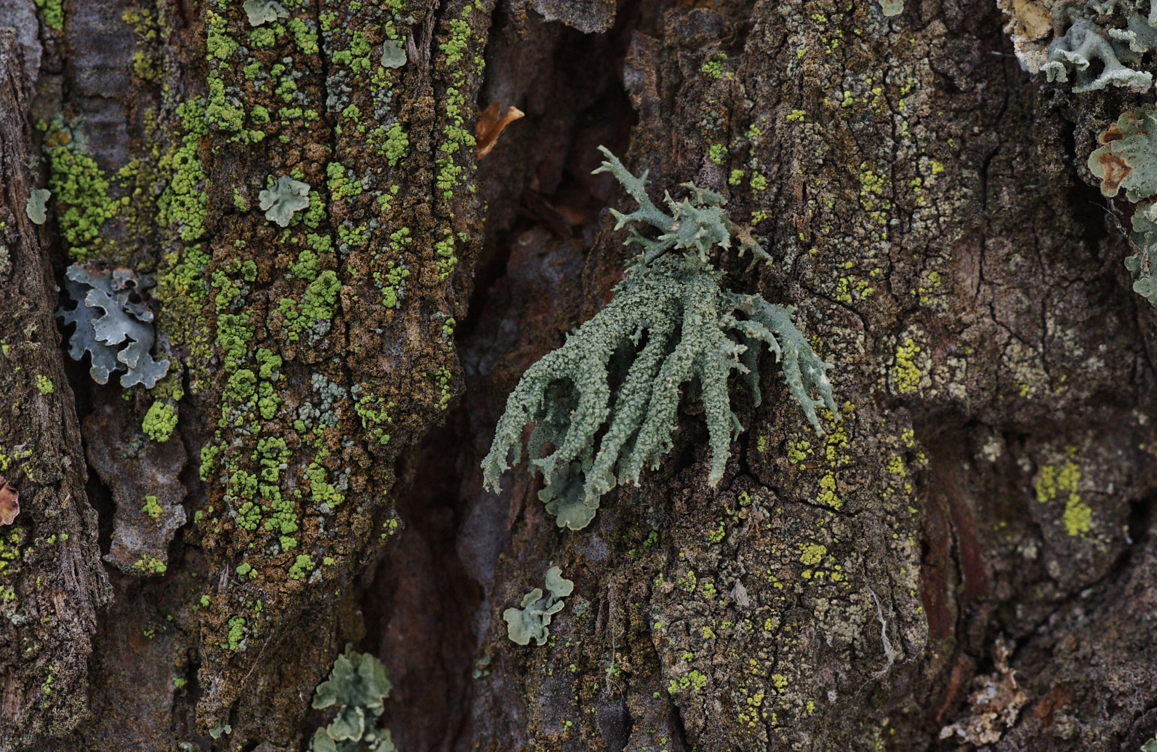 Image of ring lichen