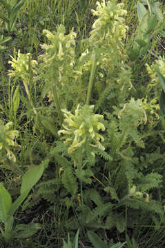 Image of Canada lousewort