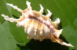 Image of spider conch