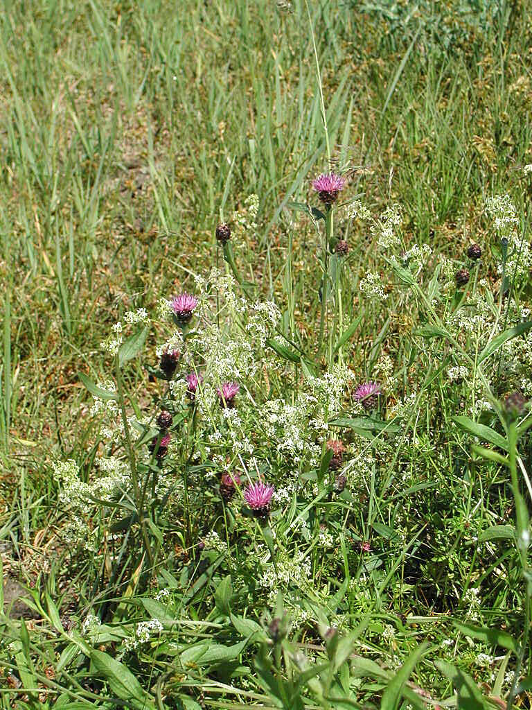 Image of knapweed