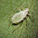 Image of Macrosiphum (Macrosiphum) schimmelum Jensen 2015