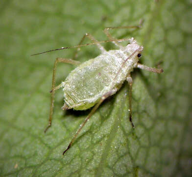 Image of Macrosiphum (Macrosiphum) schimmelum Jensen 2015