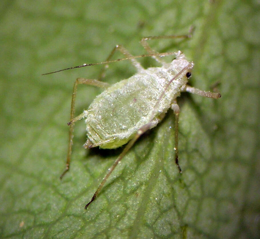 Image of Macrosiphum