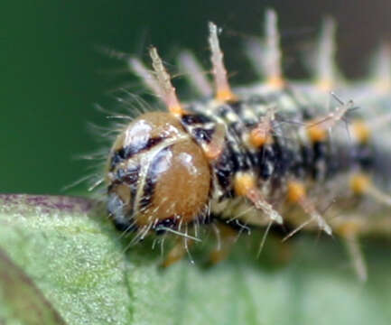 Image of Acraea acerata Hewitson 1874