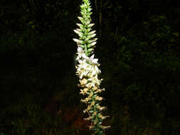 Image of Coutoubea spicata Aubl.