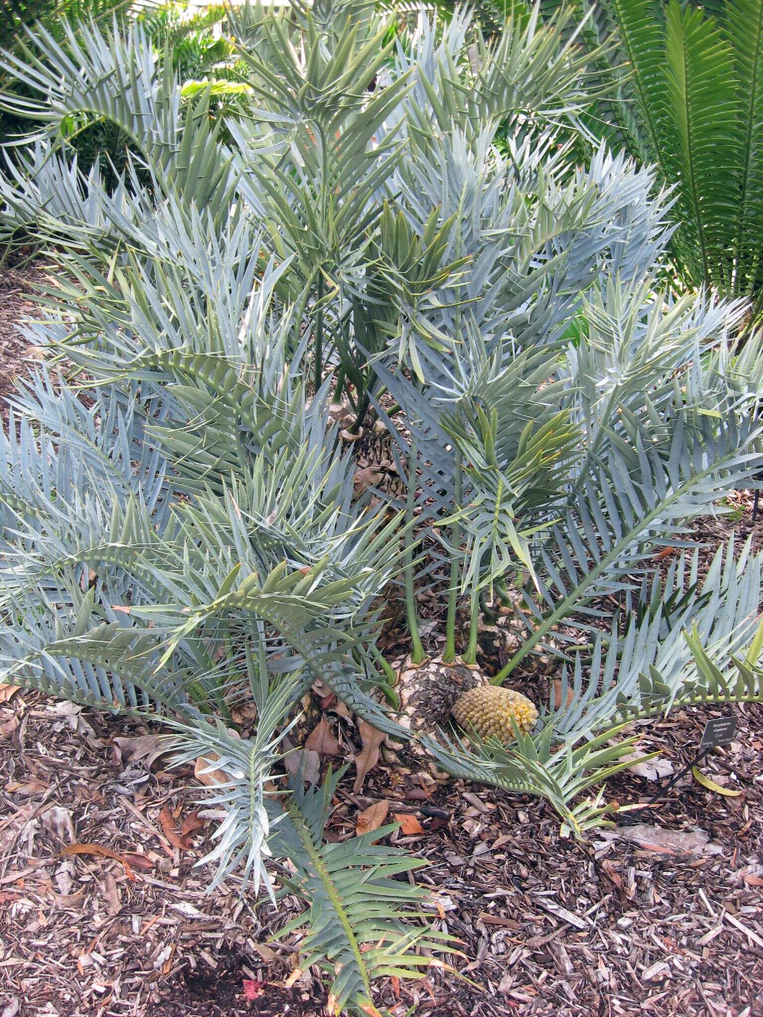 Image of bread tree