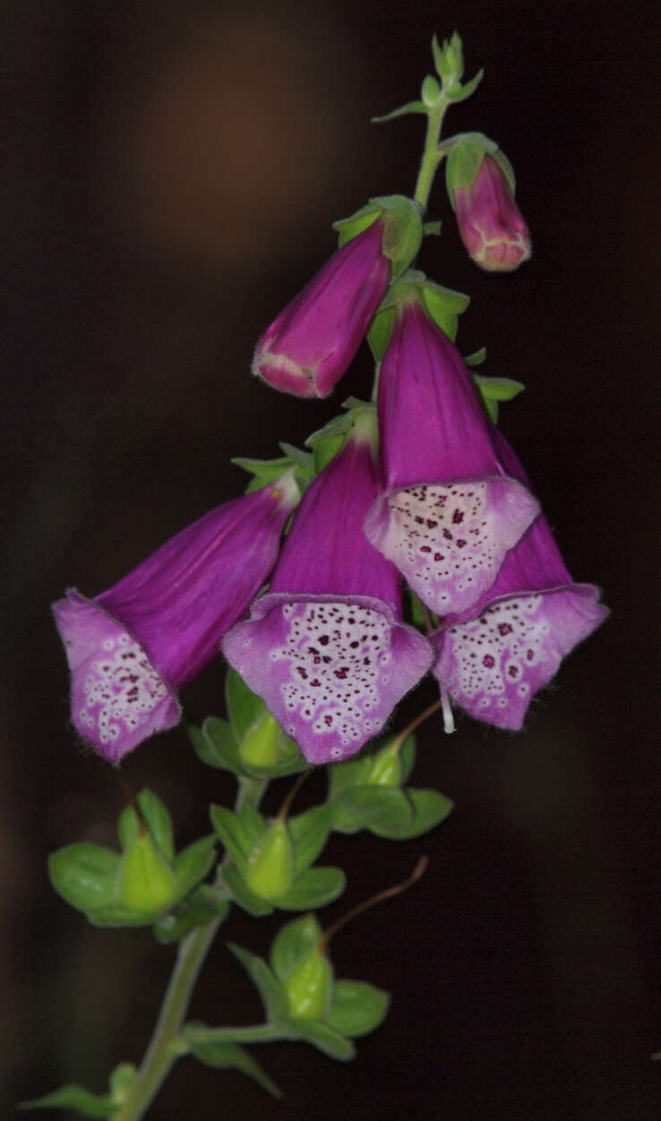 Imagem de Digitalis purpurea purpurea