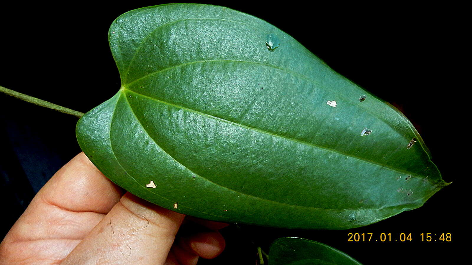 Слика од Dioscorea marginata Griseb.