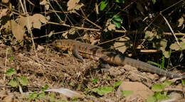 Image of Gold tegu