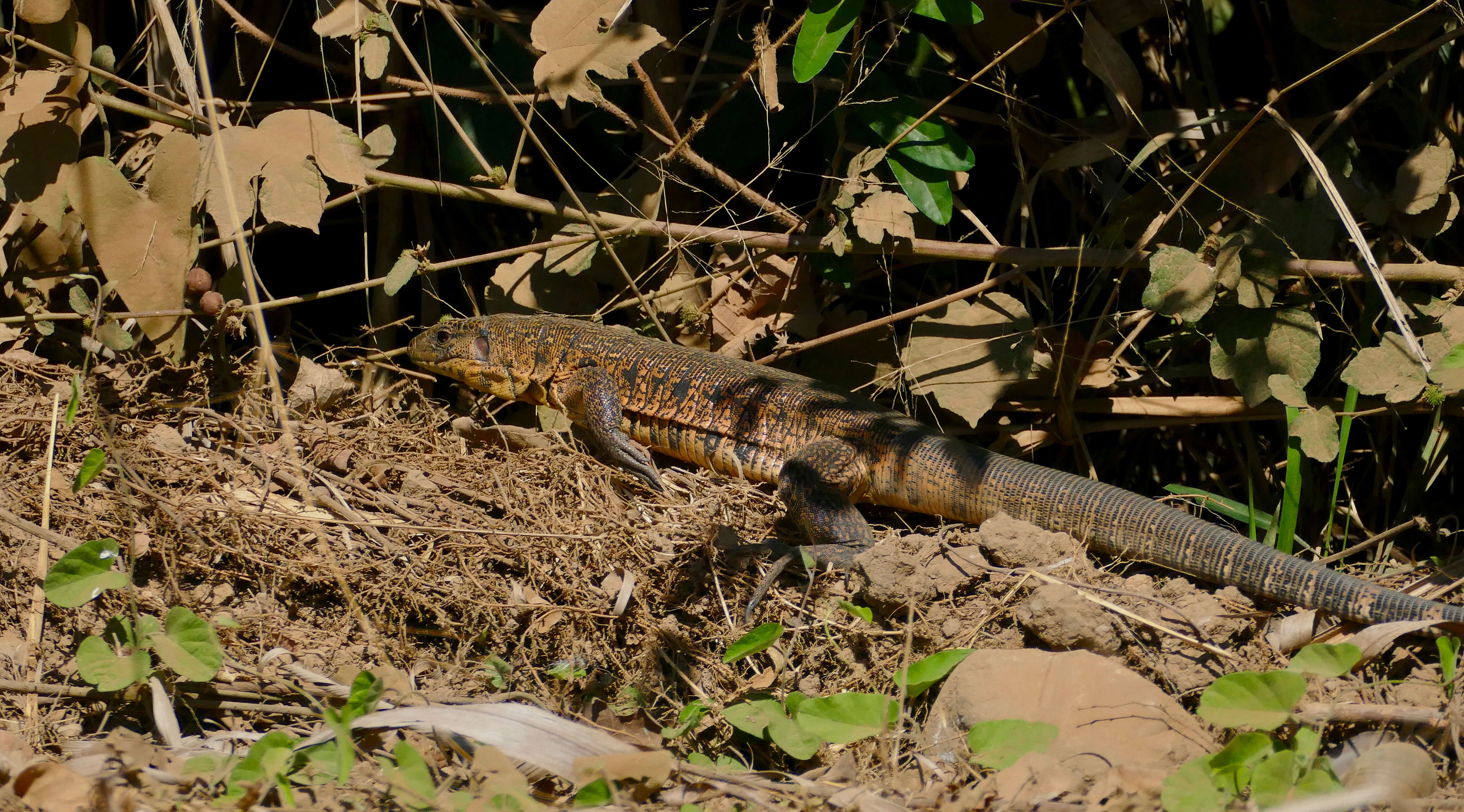 Image of Gold tegu