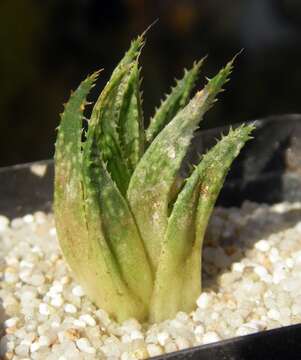 Image de Haworthia marumiana Uitewaal