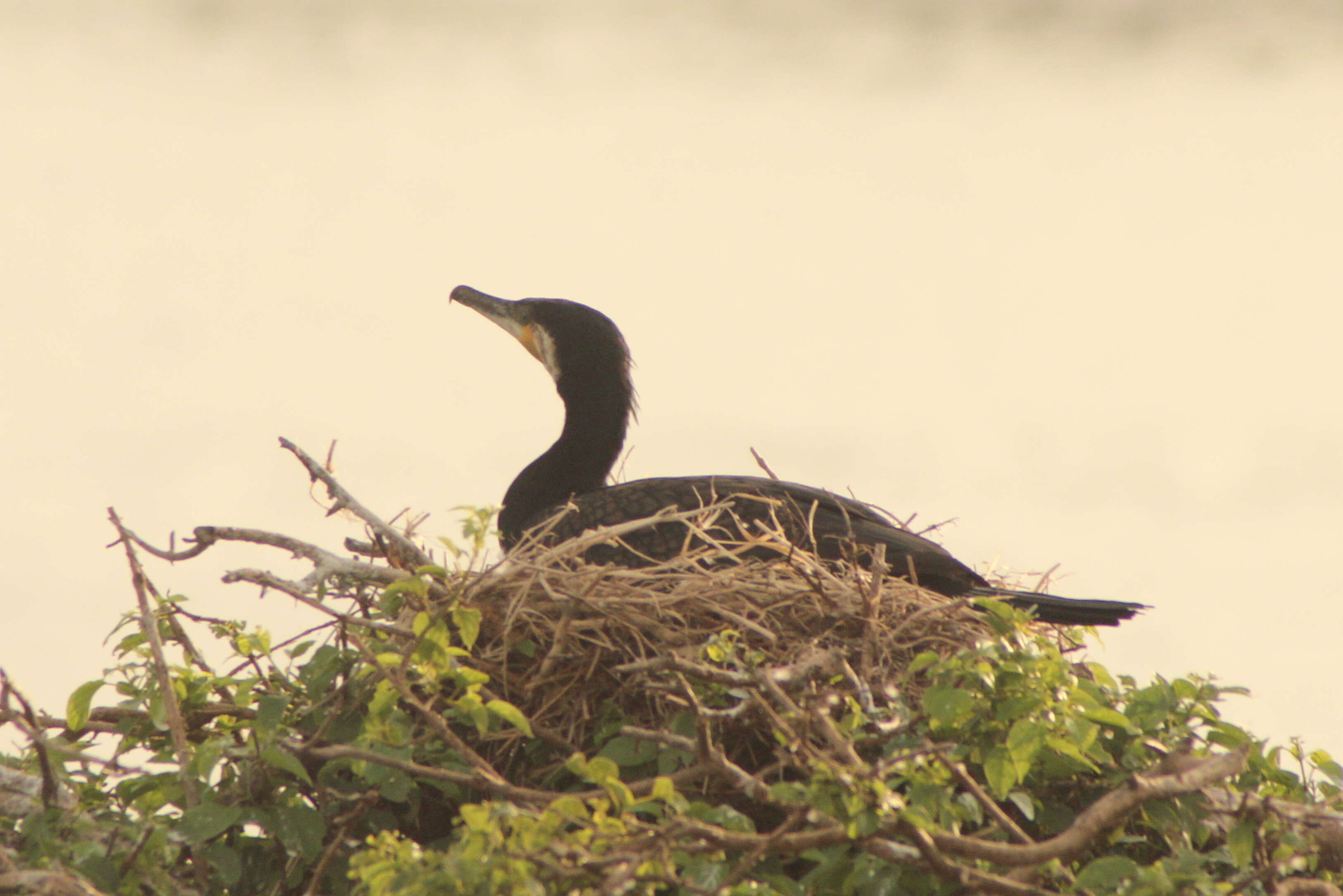 Image of Phalacrocorax Brisson 1760