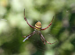 Imagem de Argiope