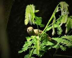 Image of Black-crowned Antshrike