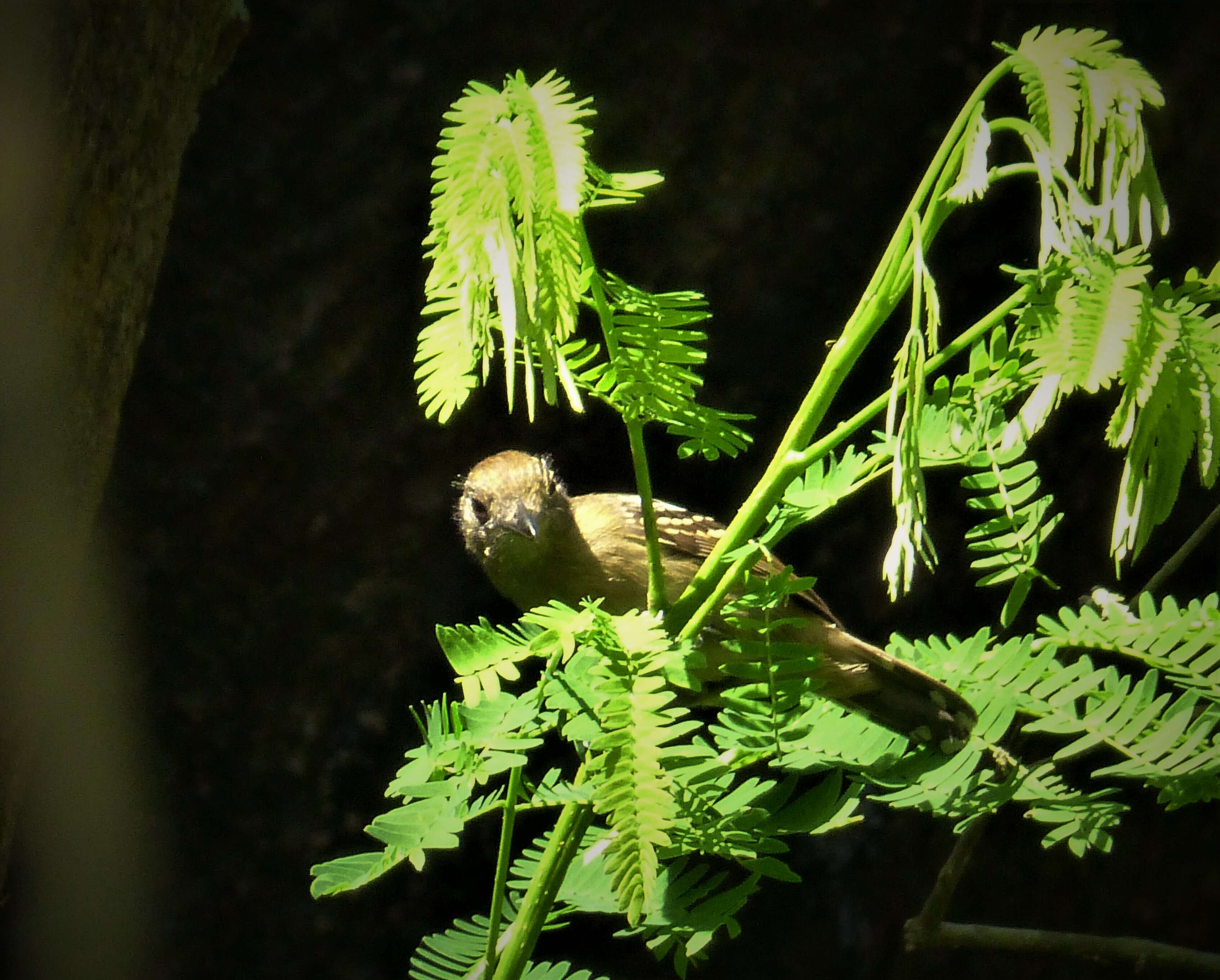 Image of Black-crowned Antshrike