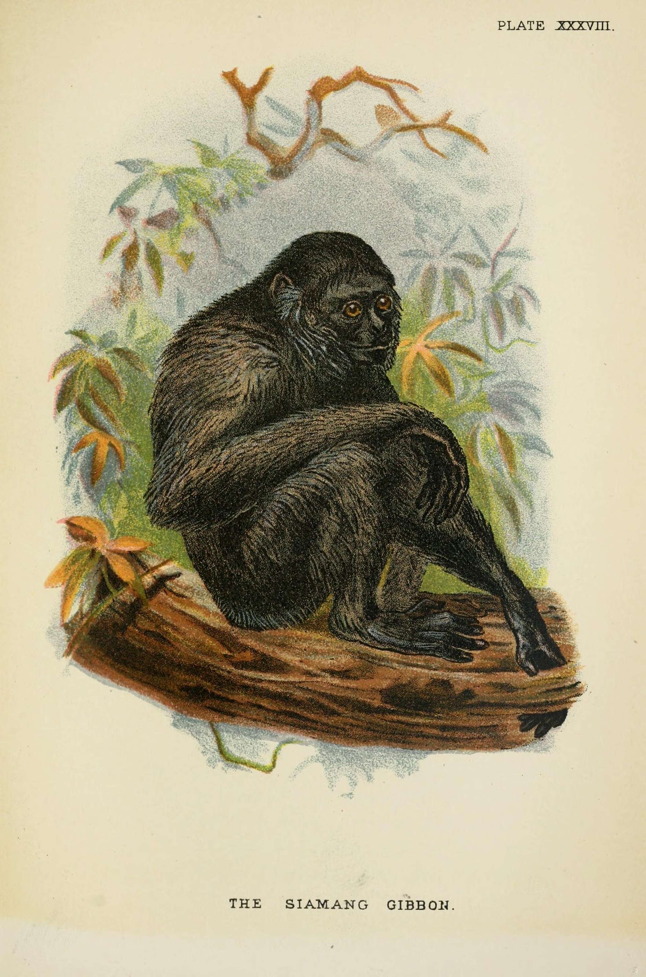 Image of siamang