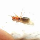 Image of =Camponotus