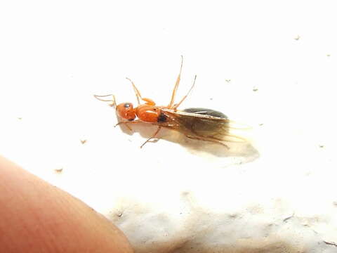 Image of =Camponotus