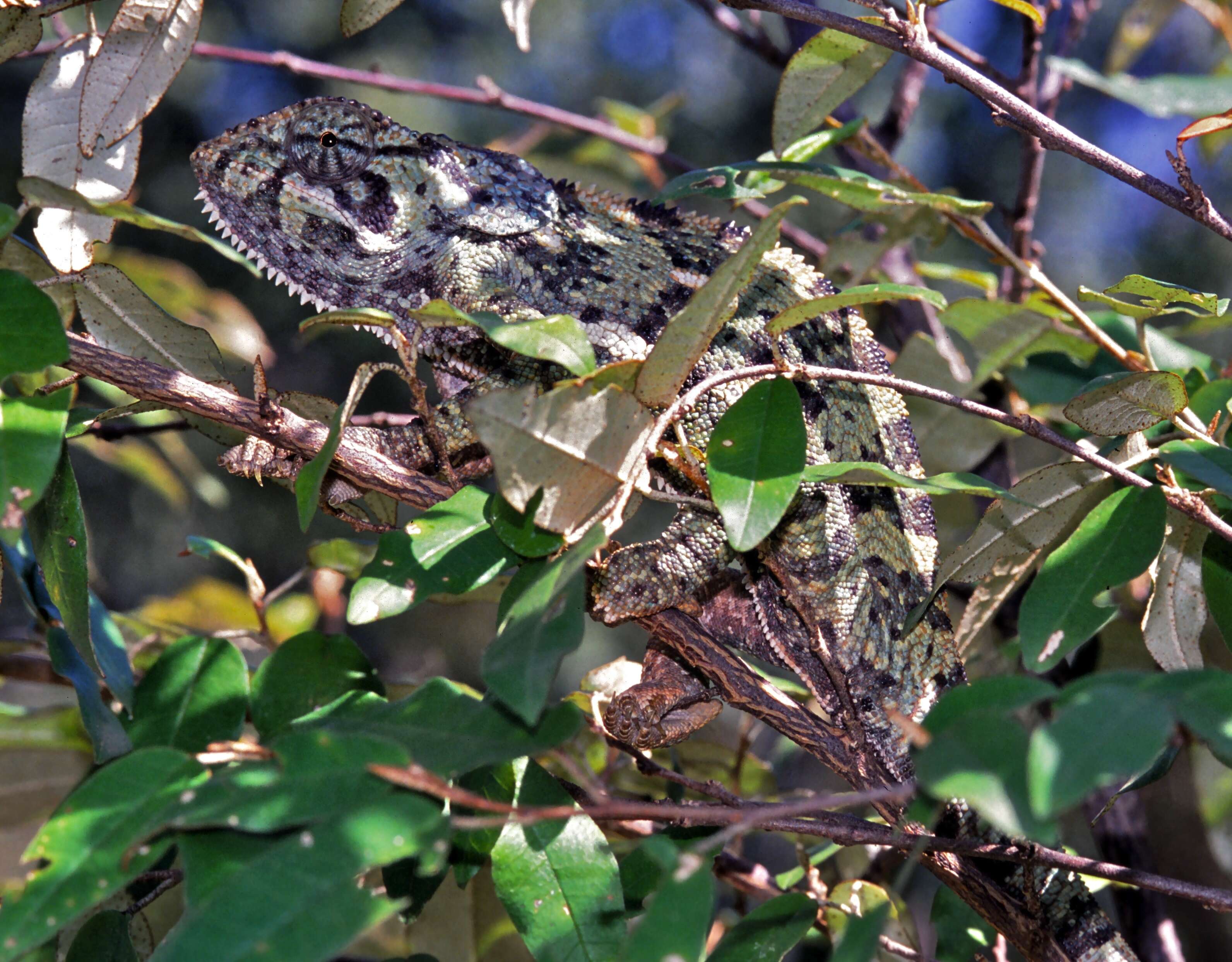 Image of chameleons