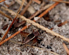 Image of winged bush crickets