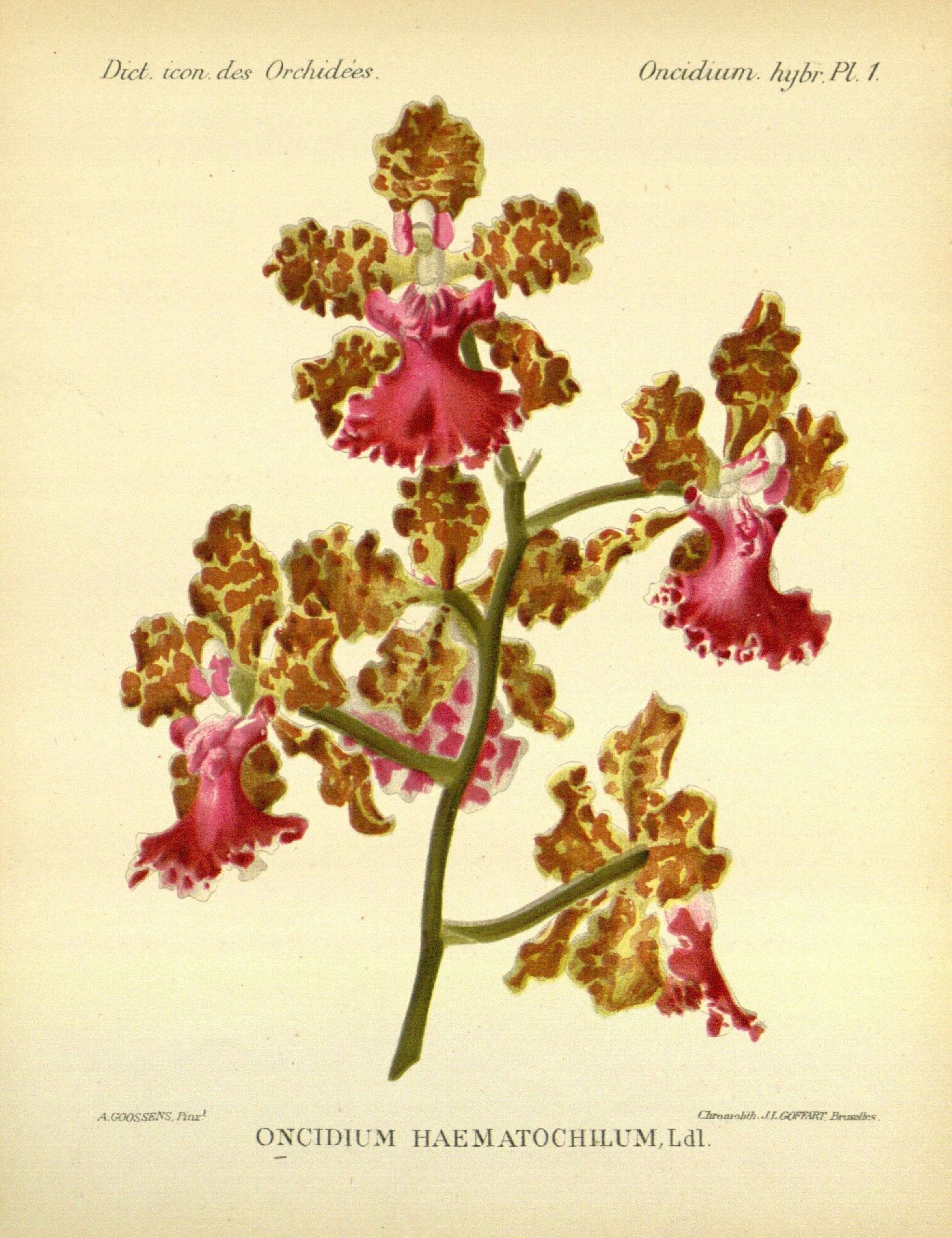 Image of Trichocentrum haematochilum (Lindl. & Paxton) M. W. Chase & N. H. Williams