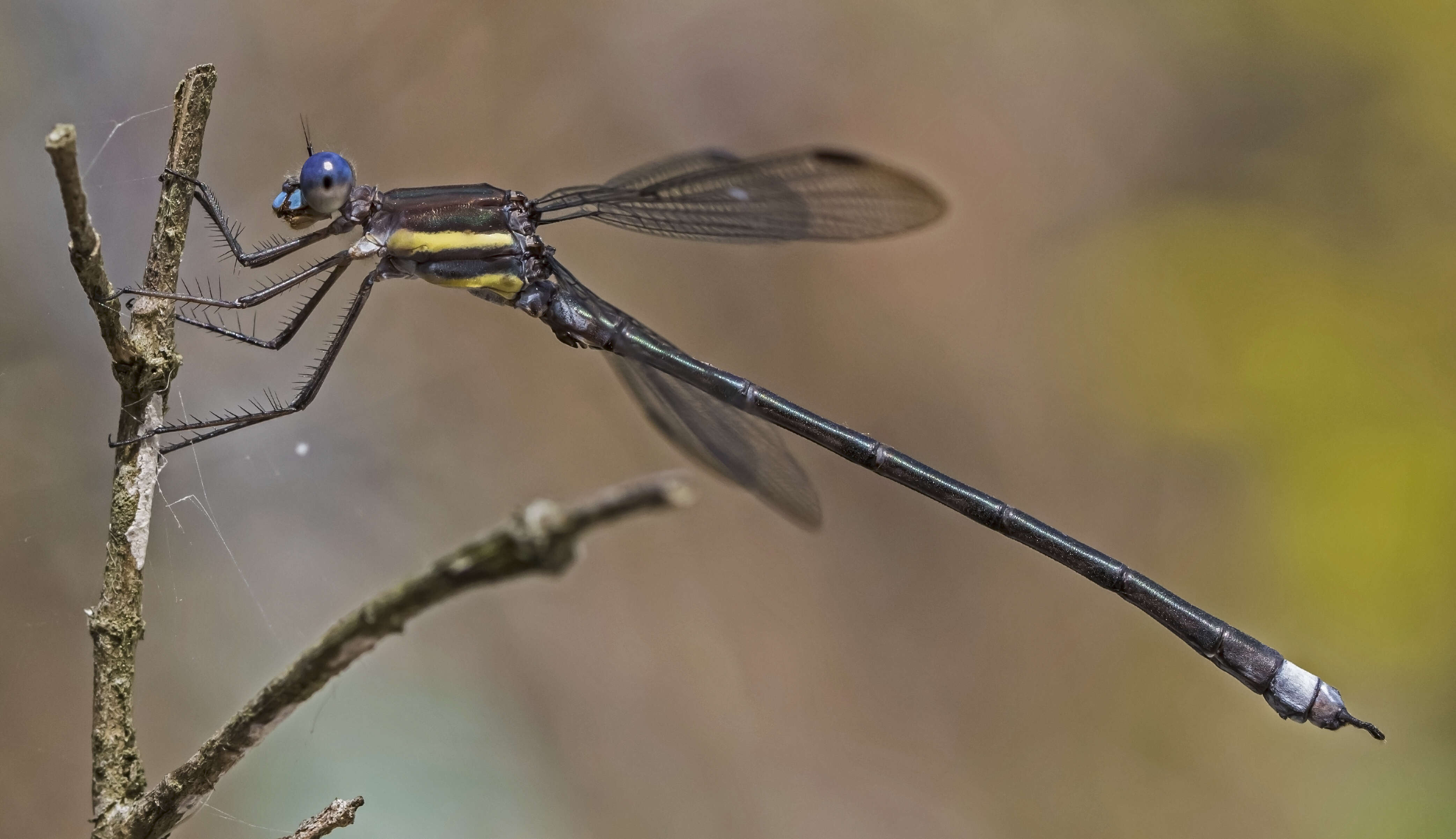 Image of Archilestes Selys 1862