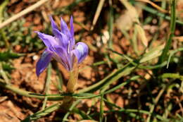 Image of Barbary Nut Iris