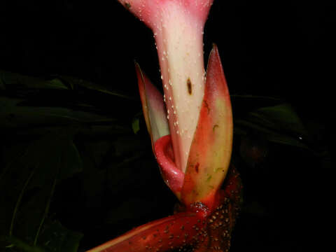 Image of Pentagonia macrophylla Benth.